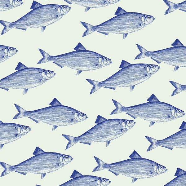 Alewife illustration