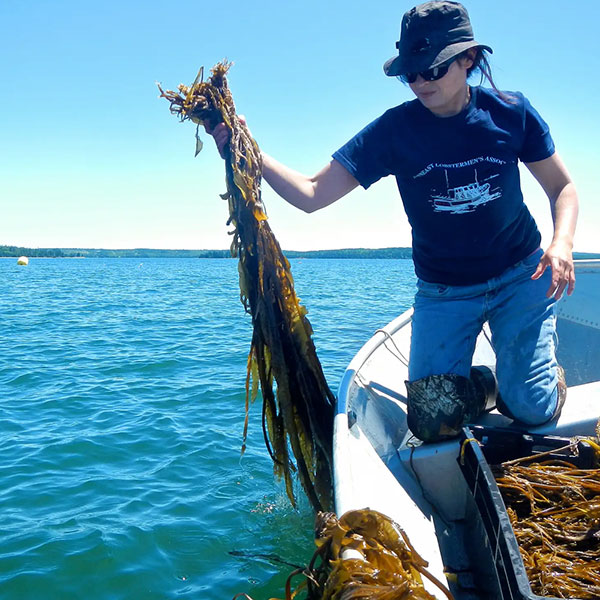 Woman kneeling on boat harvesting seaweed